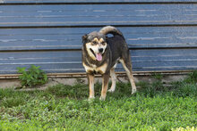 BARD, Hund, Mischlingshund in Kroatien - Bild 2