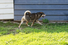 BARD, Hund, Mischlingshund in Kroatien - Bild 5