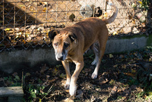 ARJETA, Hund, Mischlingshund in Kroatien - Bild 3