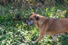 ARJETA, Hund, Mischlingshund in Kroatien - Bild 4