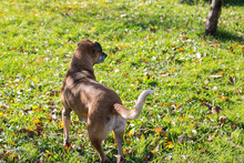 ARJETA, Hund, Mischlingshund in Kroatien - Bild 6