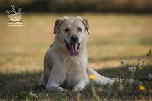 CREMONA, Hund, Maremmano-Mix in Düren - Bild 1