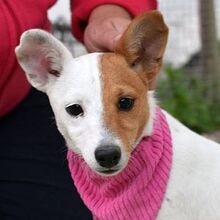 ROSITA, Hund, Jack Russell Terrier-Ratonero Bodeg. Andaluz-Mix in Spanien
