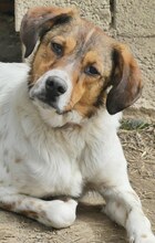 JIMMY, Hund, Mischlingshund in Griechenland