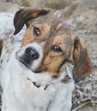 JIMMY, Hund, Mischlingshund in Griechenland - Bild 16