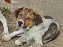 JIMMY, Hund, Mischlingshund in Griechenland - Bild 17