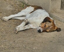 JIMMY, Hund, Mischlingshund in Griechenland - Bild 18