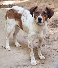 JIMMY, Hund, Mischlingshund in Griechenland - Bild 2