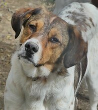 JIMMY, Hund, Mischlingshund in Griechenland - Bild 20