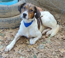 JIMMY, Hund, Mischlingshund in Griechenland - Bild 25