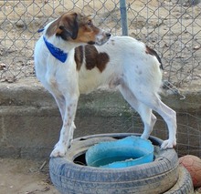 JIMMY, Hund, Mischlingshund in Griechenland - Bild 26