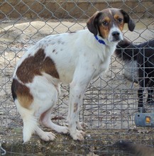 JIMMY, Hund, Mischlingshund in Griechenland - Bild 27