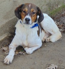 JIMMY, Hund, Mischlingshund in Griechenland - Bild 32