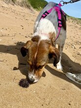 JIMMY, Hund, Mischlingshund in Griechenland - Bild 34