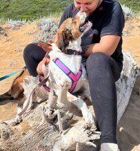 JIMMY, Hund, Mischlingshund in Griechenland - Bild 35