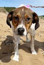 JIMMY, Hund, Mischlingshund in Griechenland - Bild 36