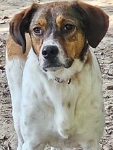 JIMMY, Hund, Mischlingshund in Griechenland - Bild 39