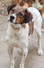 JIMMY, Hund, Mischlingshund in Griechenland - Bild 40