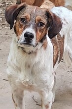 JIMMY, Hund, Mischlingshund in Griechenland - Bild 41