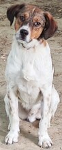 JIMMY, Hund, Mischlingshund in Griechenland - Bild 43