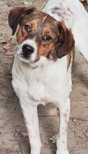 JIMMY, Hund, Mischlingshund in Griechenland - Bild 44