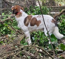 JIMMY, Hund, Mischlingshund in Griechenland - Bild 7