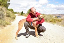 CASIO, Hund, Galgo Español-Mix in Emmendingen - Bild 11