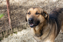 AMIRO, Hund, Mischlingshund in Kroatien - Bild 1