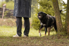 WATSON, Hund, Mischlingshund in Kroatien - Bild 2