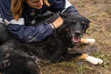 WATSON, Hund, Mischlingshund in Kroatien - Bild 3