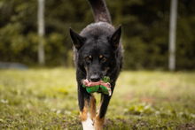 WATSON, Hund, Mischlingshund in Kroatien - Bild 4