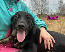 FIONA2, Hund, Mischlingshund in Russische Föderation - Bild 1