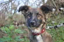 MATEO, Hund, Mischlingshund in Slowakische Republik