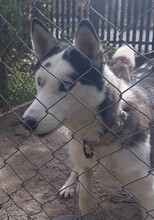 LOLITA, Hund, Siberian Husky-Mix in Rumänien - Bild 1