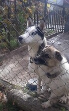 LOLITA, Hund, Siberian Husky-Mix in Rumänien - Bild 3