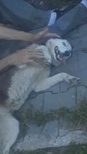 LOLITA, Hund, Siberian Husky-Mix in Rumänien - Bild 8