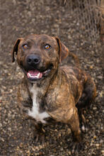 LINO, Hund, American Staffordshire Terrier-Mix in Kroatien - Bild 1