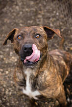 LINO, Hund, American Staffordshire Terrier-Mix in Kroatien - Bild 3