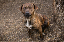 LINO, Hund, American Staffordshire Terrier-Mix in Kroatien - Bild 4