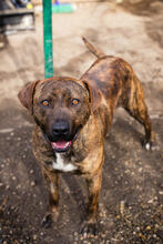 LINO, Hund, American Staffordshire Terrier-Mix in Kroatien - Bild 5