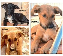 BRUMA, Hund, Mischlingshund in Spanien