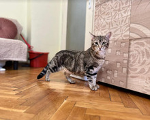 MISHA, Katze, Europäisch Kurzhaar in Bulgarien - Bild 19