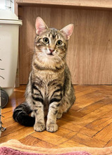 MISHA, Katze, Europäisch Kurzhaar in Bulgarien - Bild 30