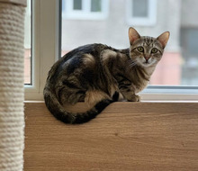 MISHA, Katze, Europäisch Kurzhaar in Bulgarien - Bild 31
