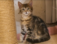 MISHA, Katze, Europäisch Kurzhaar in Bulgarien - Bild 32