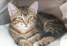 MISHA, Katze, Europäisch Kurzhaar in Bulgarien - Bild 33