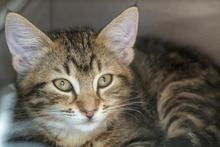 MISHA, Katze, Europäisch Kurzhaar in Bulgarien - Bild 34