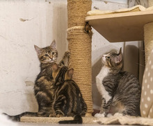 MISHA, Katze, Europäisch Kurzhaar in Bulgarien - Bild 35