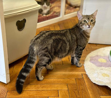 MISHA, Katze, Europäisch Kurzhaar in Bulgarien - Bild 36