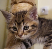 MISHA, Katze, Europäisch Kurzhaar in Bulgarien - Bild 38